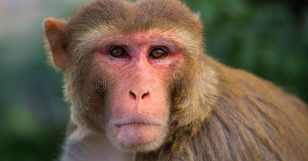 Stunning image of the Rhesus Macaque (Macaca mulatta), a wonder in the animal kingdom.