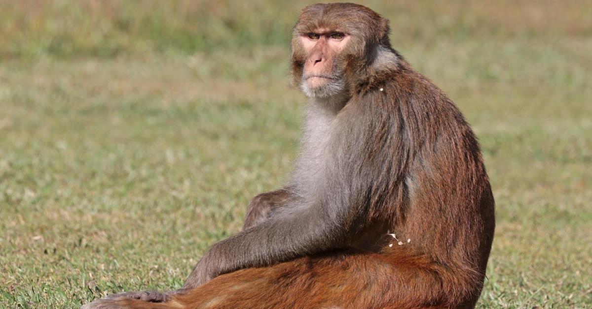 Exquisite image of Rhesus Macaque, in Indonesia known as Macaque Rhesus.