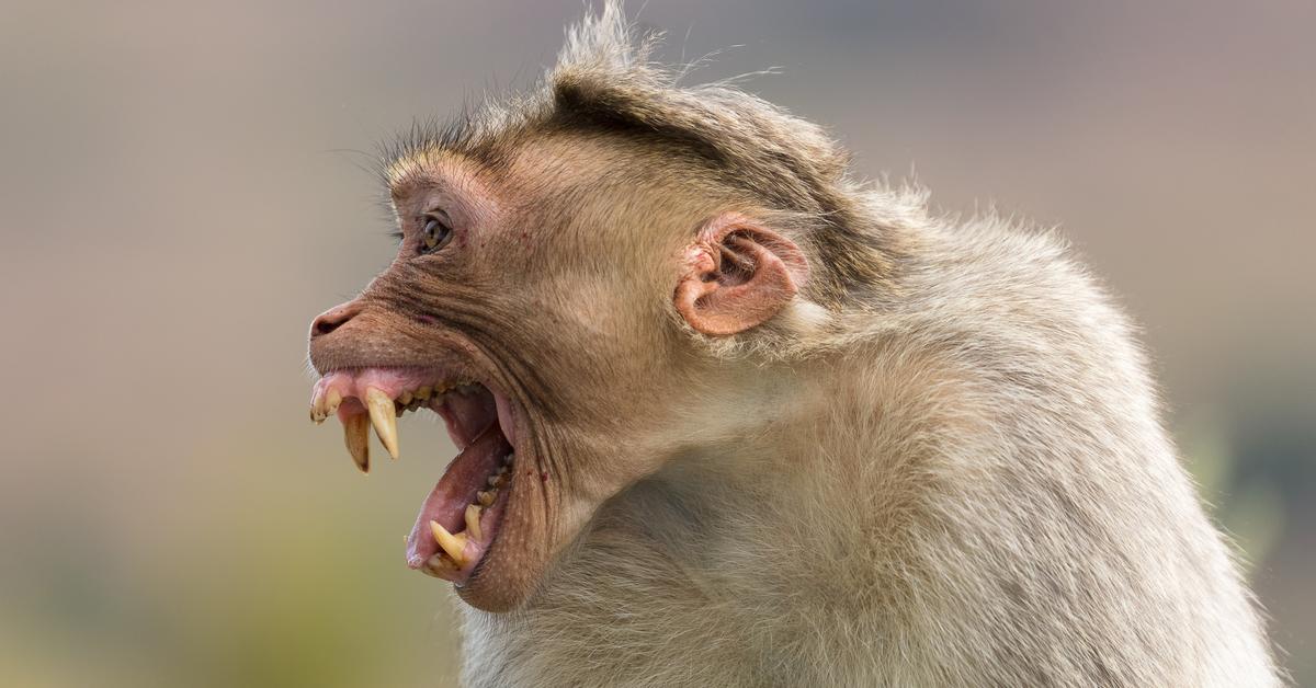 Portrait of a Rhesus Macaque, a creature known scientifically as Macaca mulatta.