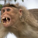 Glimpse of the Rhesus Macaque, known in the scientific community as Macaca mulatta.