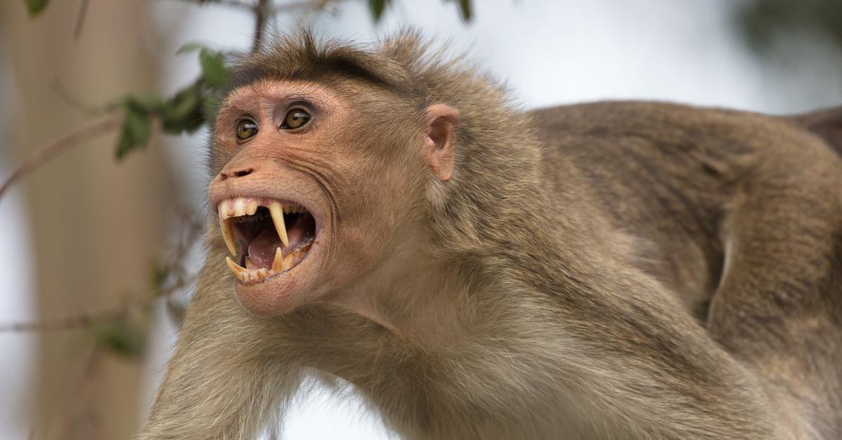 Glimpse of the Rhesus Macaque, known in the scientific community as Macaca mulatta.