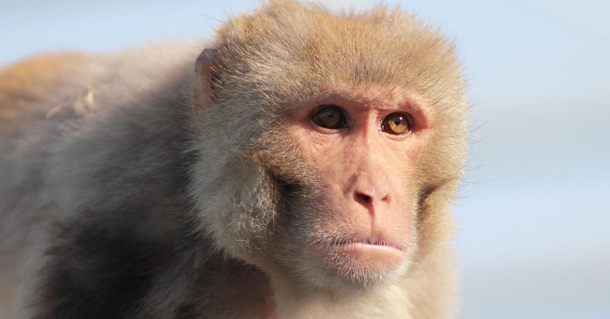 Close encounter with the Rhesus Macaque, scientifically called Macaca mulatta.