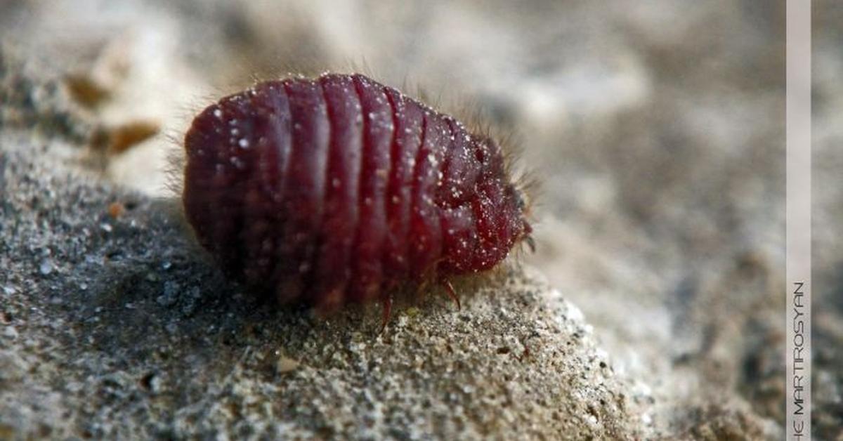 The Red Aphids in its natural beauty, locally called Kutu Merah.