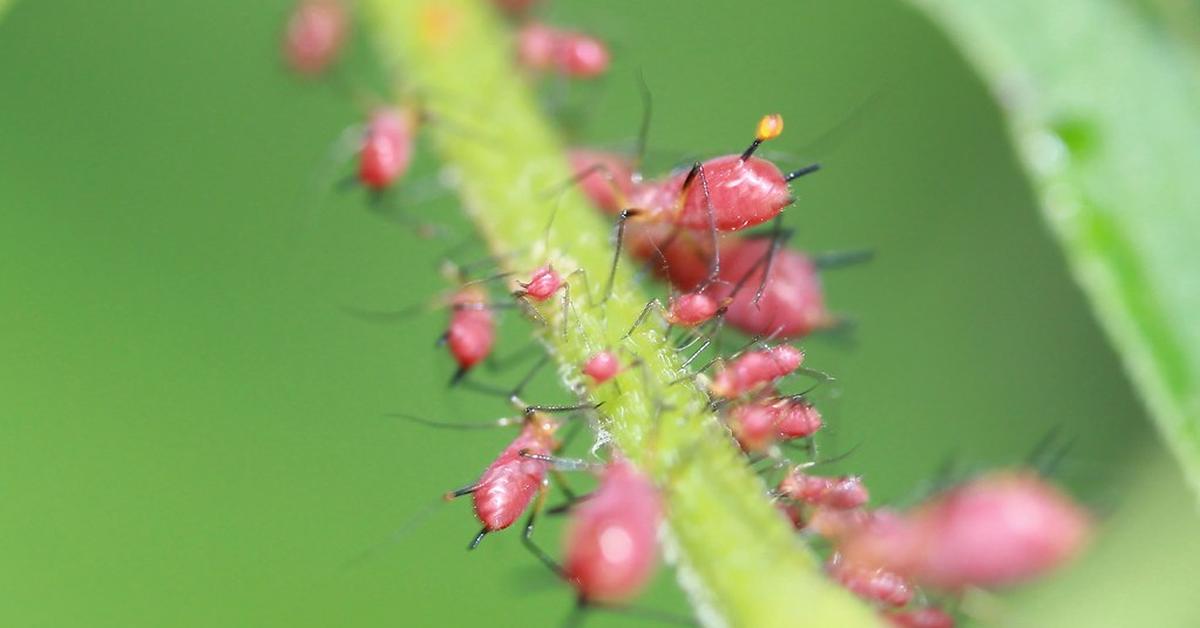 Image of the Red Aphids (Uroleucon), popular in Indonesia as Kutu Merah.