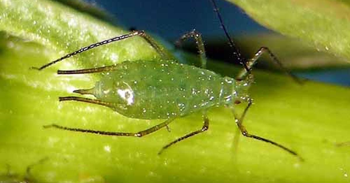 Graceful Red Aphids, a creature with the scientific name Uroleucon.