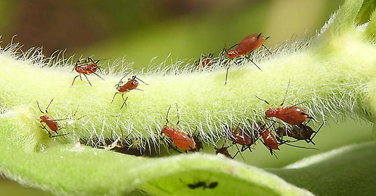 Exquisite image of Red Aphids, in Indonesia known as Kutu Merah.