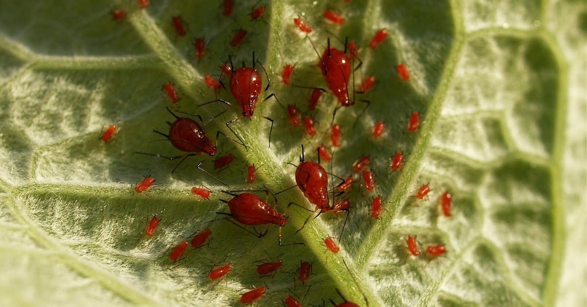 Portrait of a Red Aphids, a creature known scientifically as Uroleucon.