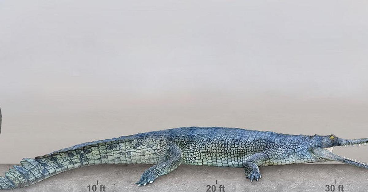 The alluring Rhamphosuchus, commonly referred to as Rhamphosuchus in Bahasa Indonesia.