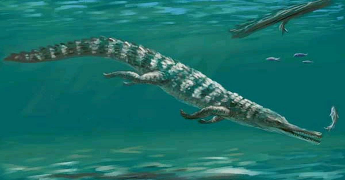 Dynamic image of the Rhamphosuchus, popularly known in Indonesia as Rhamphosuchus.