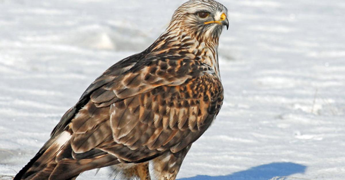 The elegant Rough-Legged Hawk (Buteo lagopus), a marvel of nature.