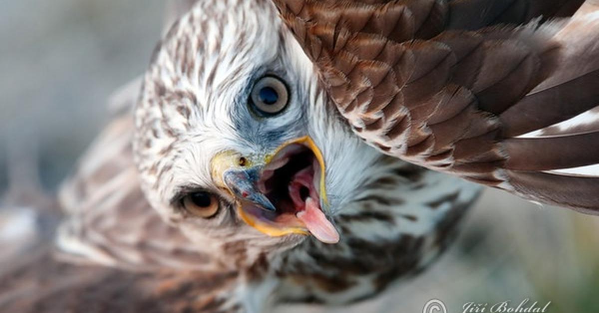 Unique portrayal of the Rough-Legged Hawk, also called Elang Kaki-Kasar in Bahasa Indonesia.