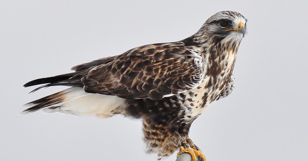 Captured elegance of the Rough-Legged Hawk, known in Indonesia as Elang Kaki-Kasar.