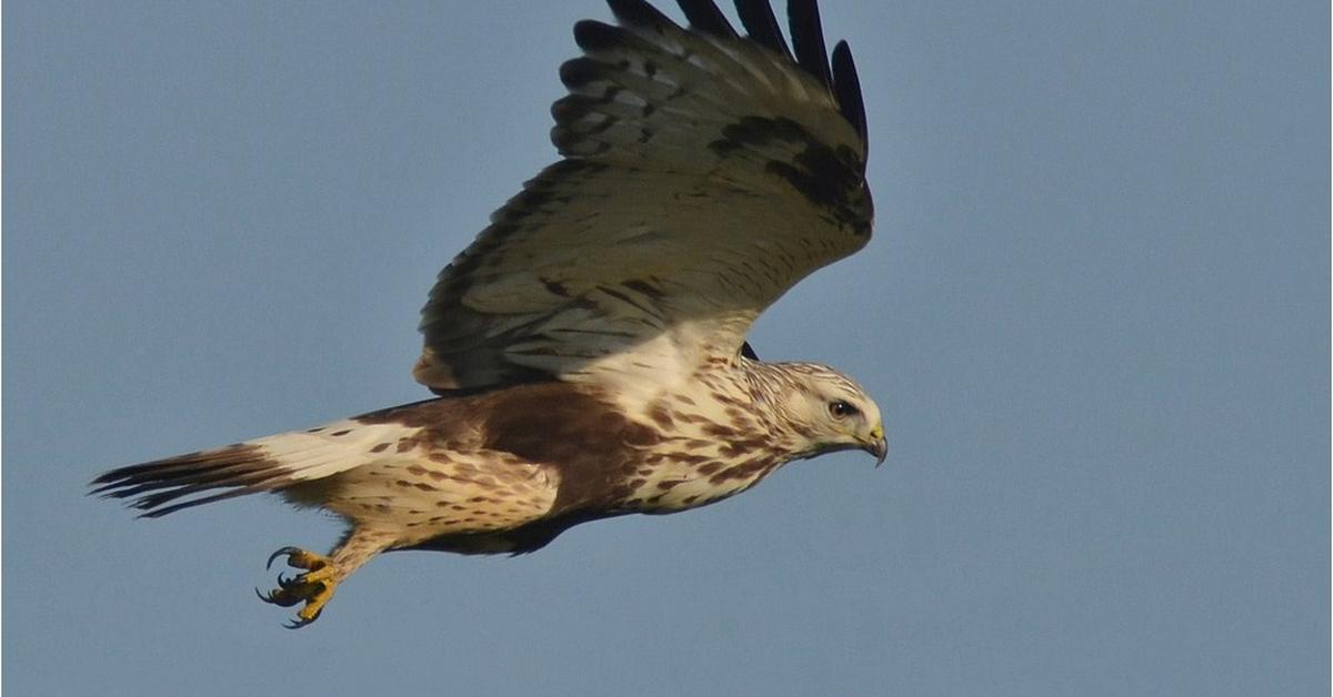 Picture of Rough-Legged Hawk, known in Indonesia as Elang Kaki-Kasar.