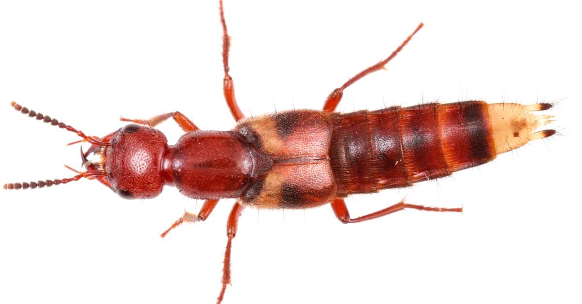 The alluring Rove Beetle, commonly referred to as Kumbang Rove in Bahasa Indonesia.