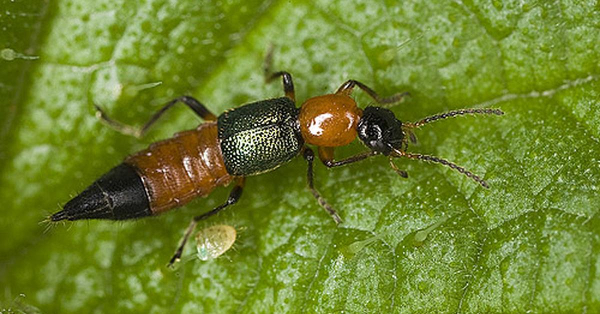 Captured moment of the Rove Beetle, in Indonesia known as Kumbang Rove.