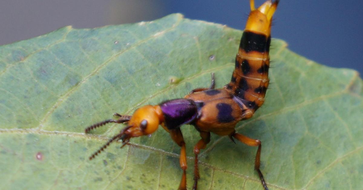 Unique portrayal of the Rove Beetle, also called Kumbang Rove in Bahasa Indonesia.