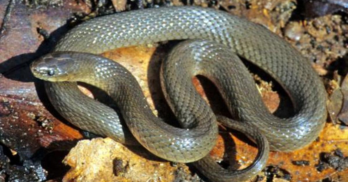 The remarkable Rough Earth Snake (Haldea striatula), a sight to behold.