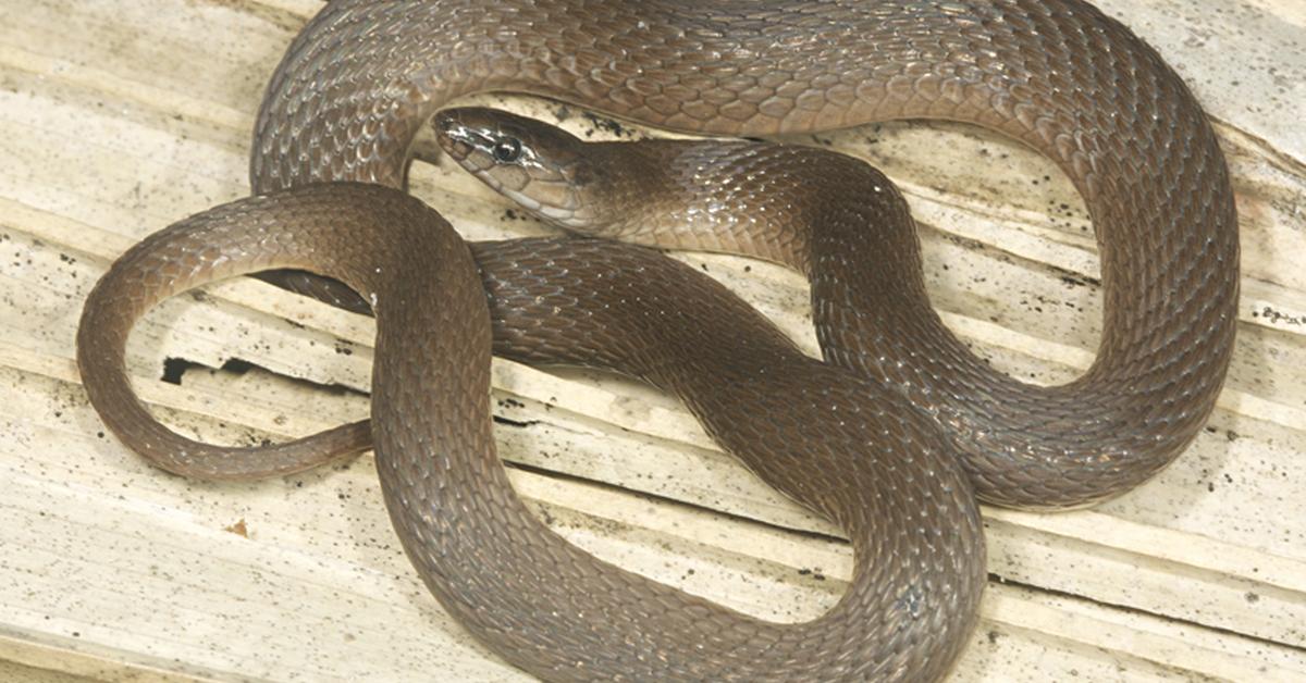 The fascinating Rough Earth Snake, scientifically known as Haldea striatula.