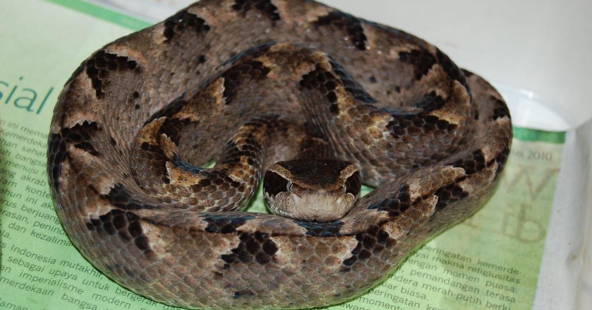 Image of the Rough Earth Snake (Haldea striatula), popular in Indonesia as Ular Tanah Kasar.