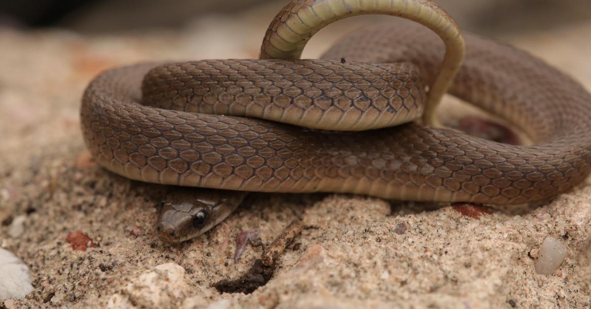 Striking appearance of the Rough Earth Snake, known in scientific circles as Haldea striatula.