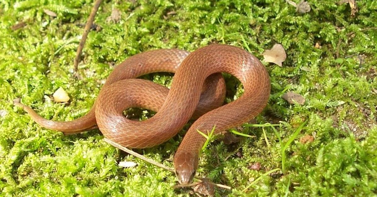 Stunning depiction of Rough Earth Snake, also referred to as Haldea striatula.