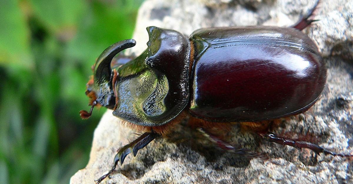 Close-up view of the Rhino Beetle, known as Kumbang Badak in Indonesian.