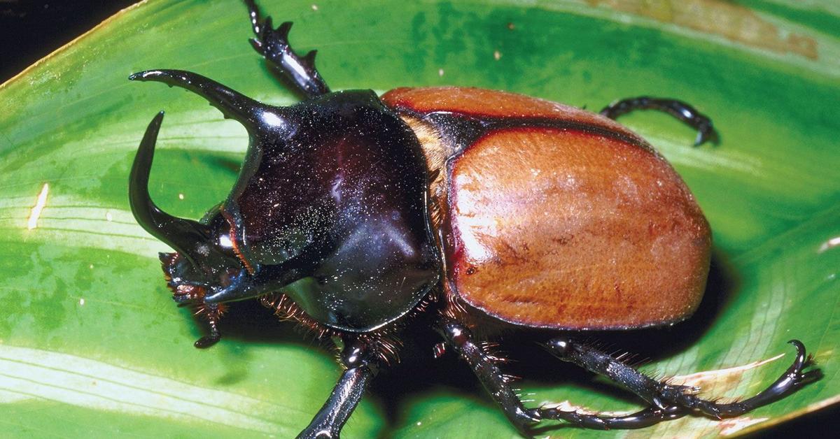 Visual of Rhino Beetle, or Kumbang Badak in Indonesian, showcasing its beauty.