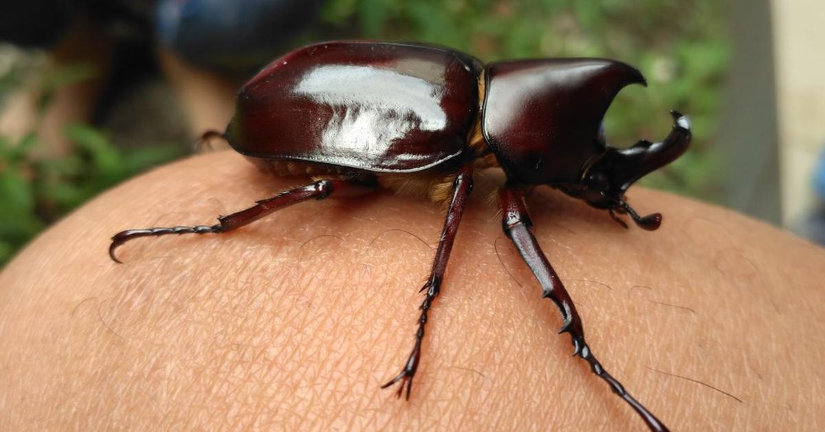 Portrait of a Rhino Beetle, a creature known scientifically as Dynastinae.