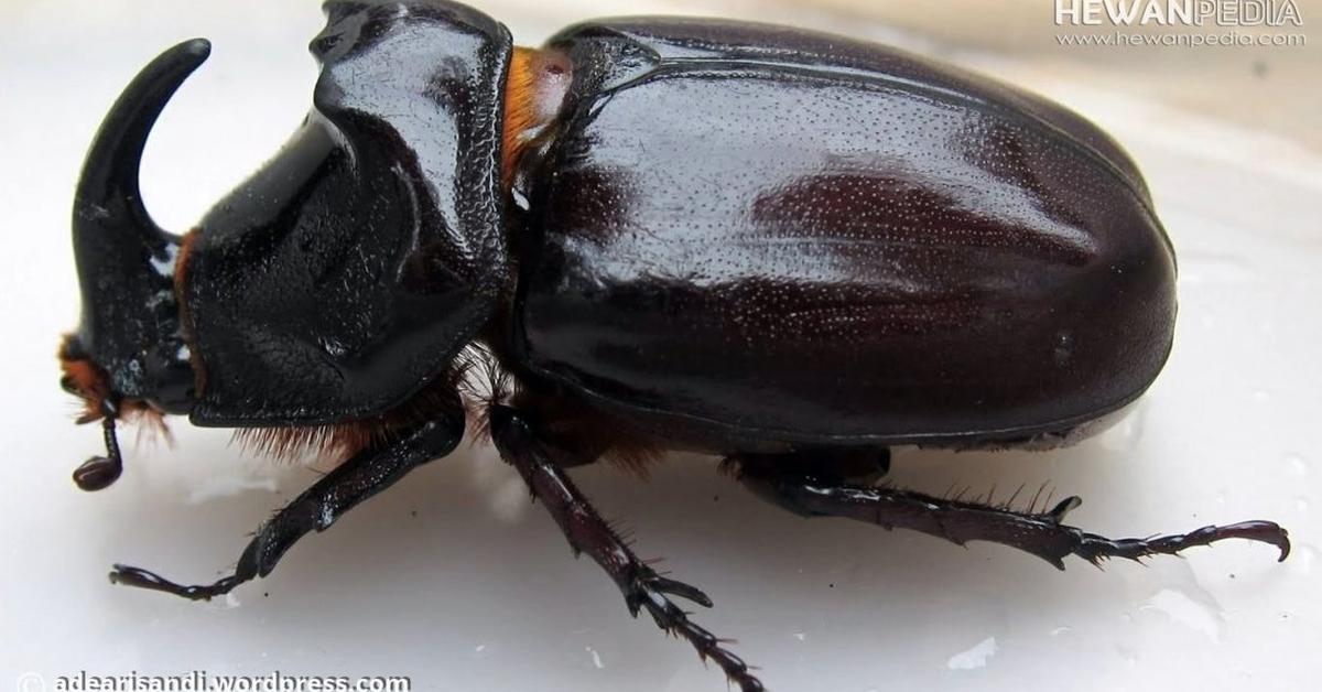 Dynamic image of the Rhino Beetle, popularly known in Indonesia as Kumbang Badak.