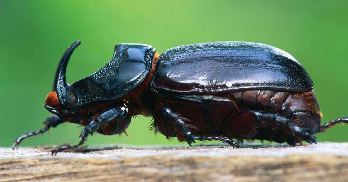 Vivid image of the Rhino Beetle, or Kumbang Badak in Indonesian context.