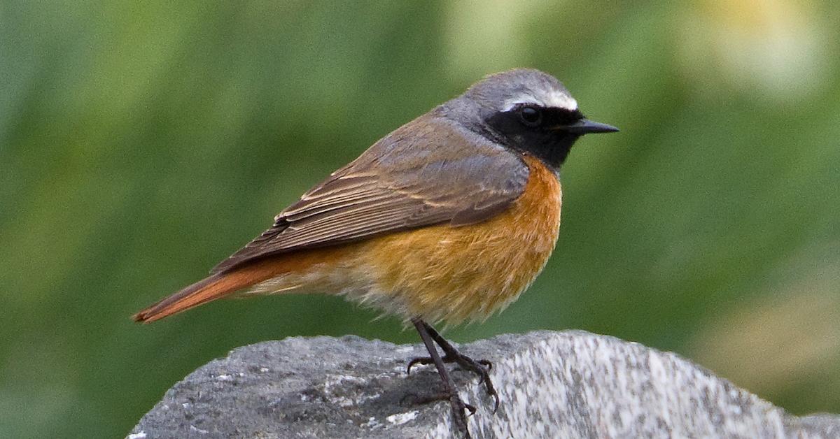 Captured moment of the Redstart, in Indonesia known as Burung Merah.