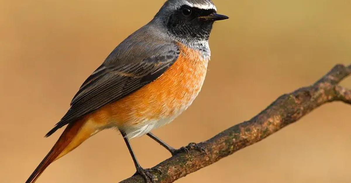 Stunning depiction of Redstart, also referred to as Phoenicurus phoenicurus.