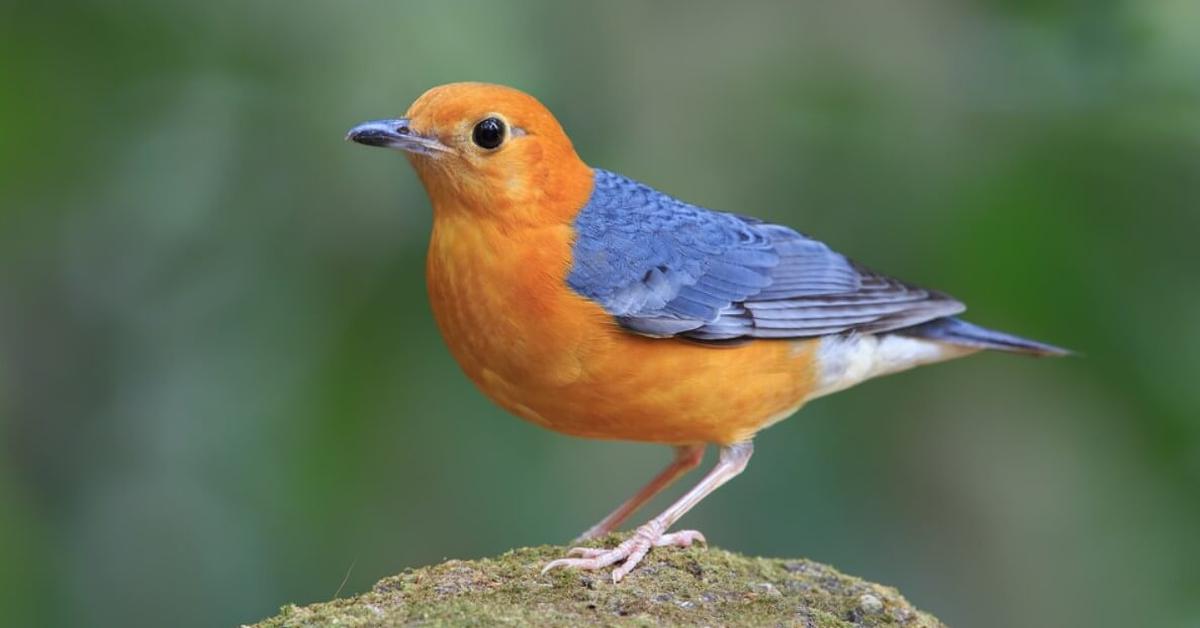 Engaging shot of the Redstart, recognized in Indonesia as Burung Merah.