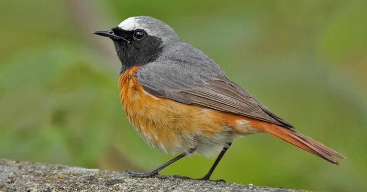 Picture of Redstart, known in Indonesia as Burung Merah.