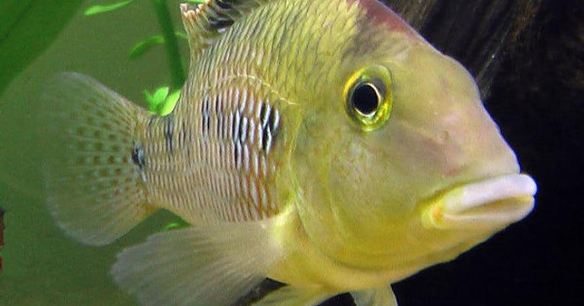 Striking appearance of the Redhump Eartheater, known in scientific circles as Geophagus steindachneri.