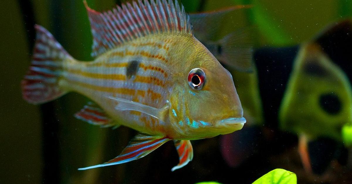 The fascinating Redhump Eartheater, scientifically known as Geophagus steindachneri.