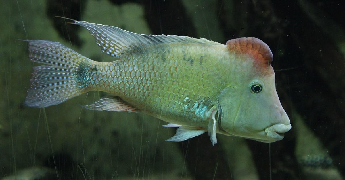 Snapshot of the intriguing Redhump Eartheater, scientifically named Geophagus steindachneri.