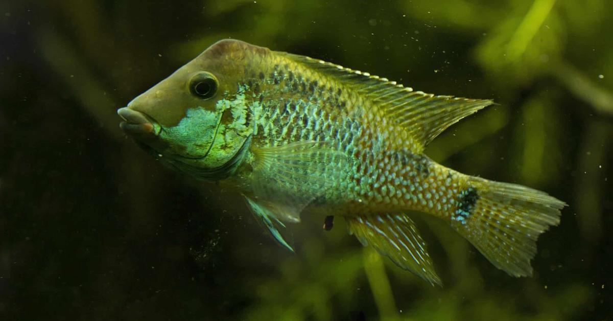 Elegant portrayal of the Redhump Eartheater, also known as Geophagus steindachneri.