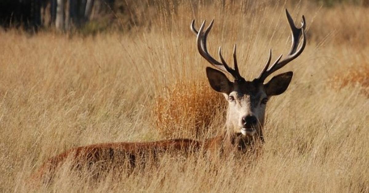 Exquisite image of Red Deer, in Indonesia known as Rusa Merah.