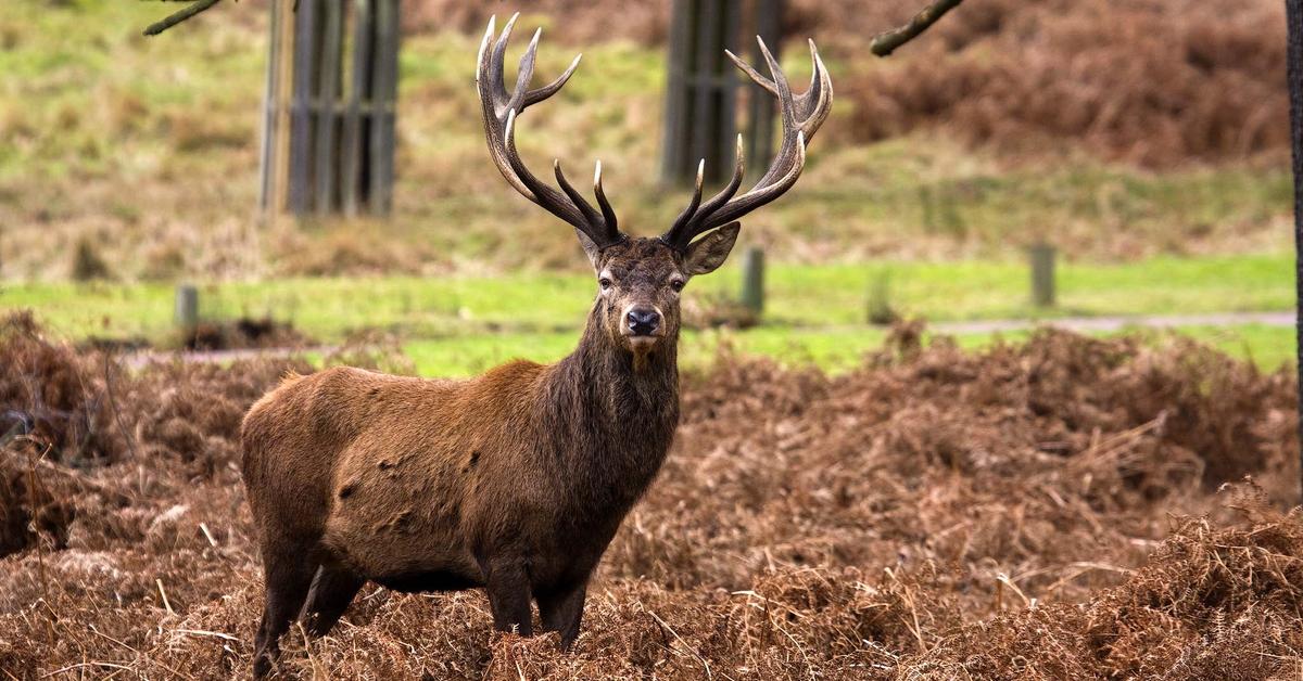 Photographic depiction of the unique Red Deer, locally called Rusa Merah.