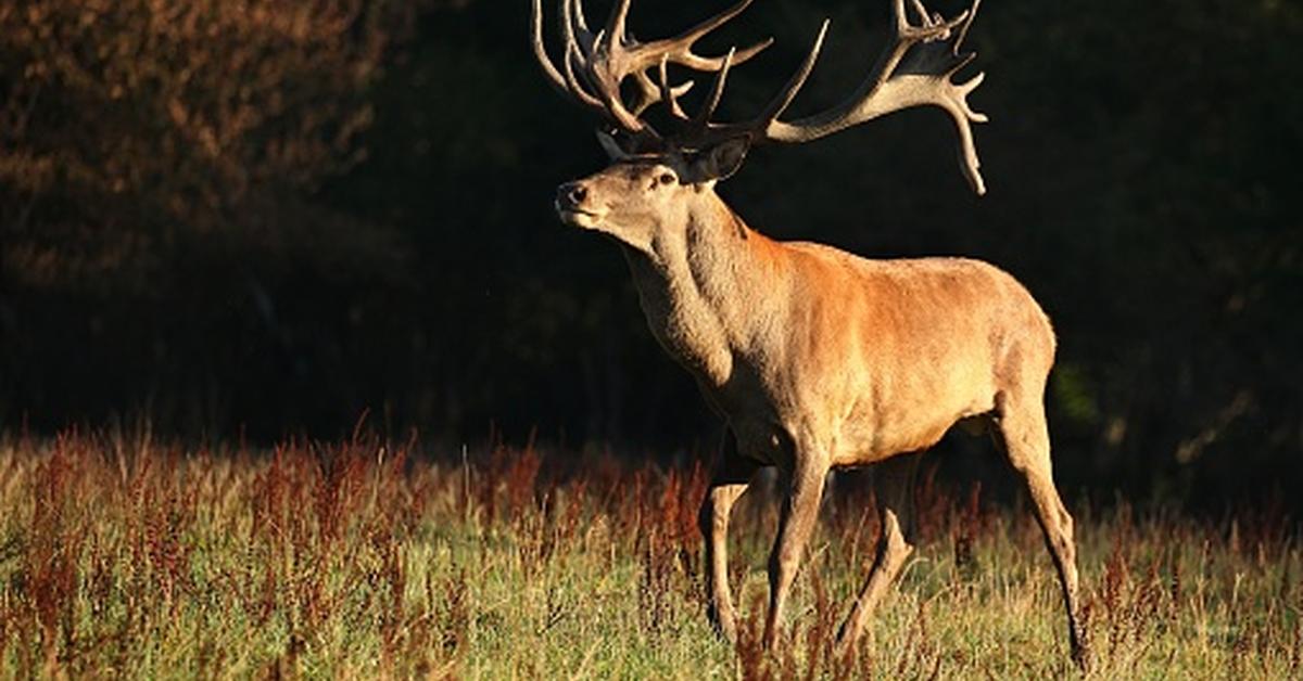 Insightful look at the Red Deer, known to Indonesians as Rusa Merah.