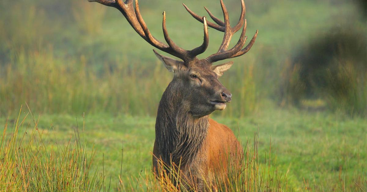 Captivating shot of the Red Deer, or Rusa Merah in Bahasa Indonesia.