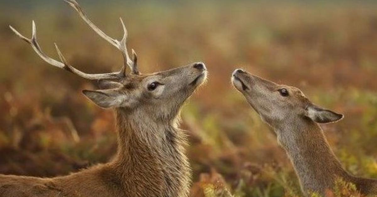 Portrait of a Red Deer, a creature known scientifically as C. elaphus.