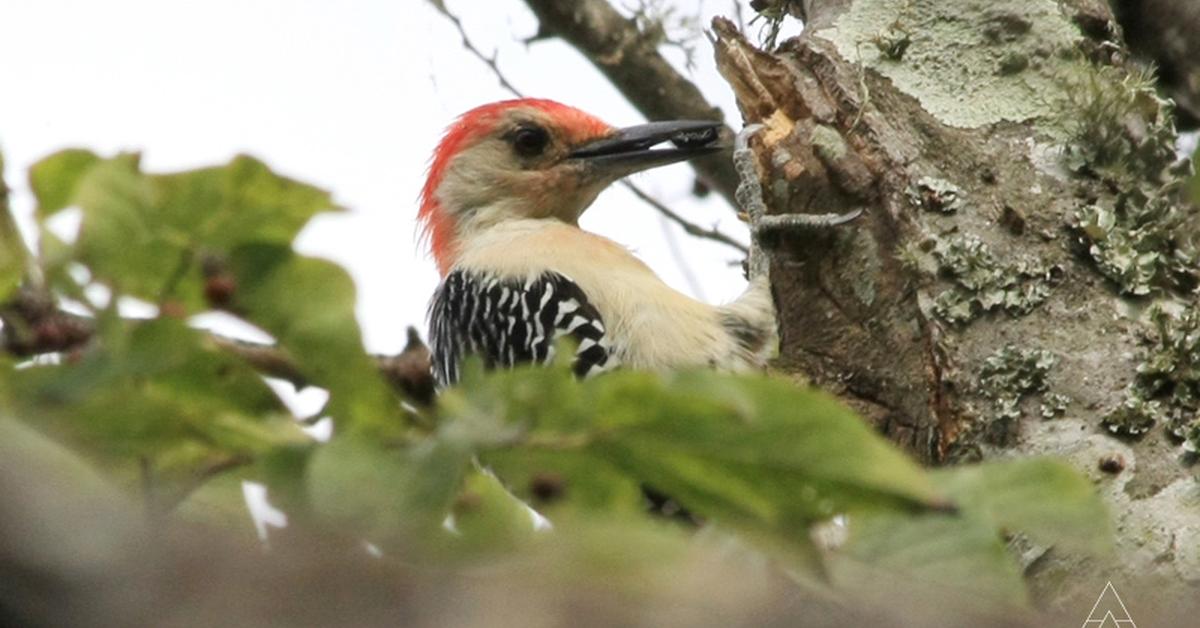 Captivating shot of the Red-Bellied Woodpecker, or Burung Pelanduk Merah-Berperut in Bahasa Indonesia.