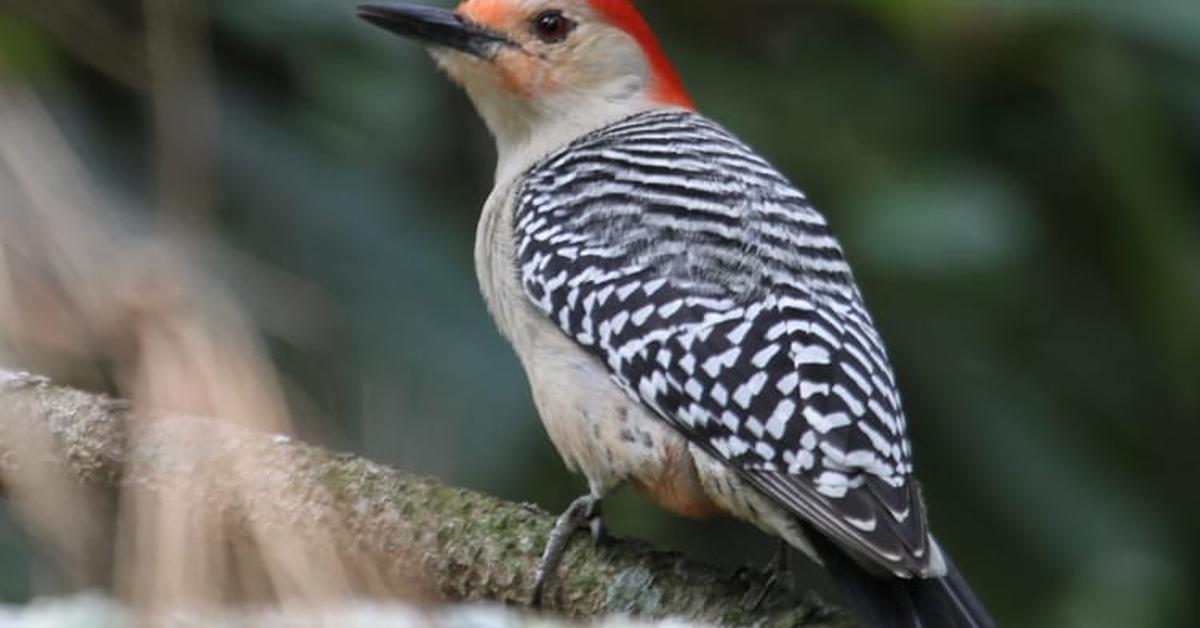 The majestic Red-Bellied Woodpecker, also called Burung Pelanduk Merah-Berperut in Indonesia, in its glory.