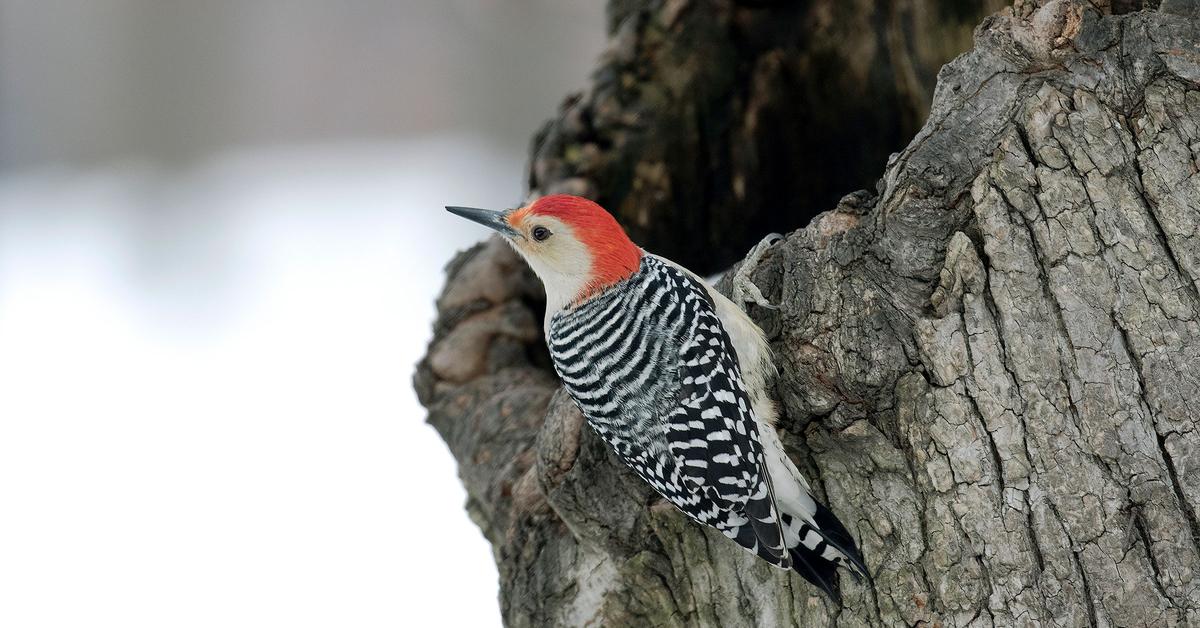 The Red-Bellied Woodpecker in its natural beauty, locally called Burung Pelanduk Merah-Berperut.