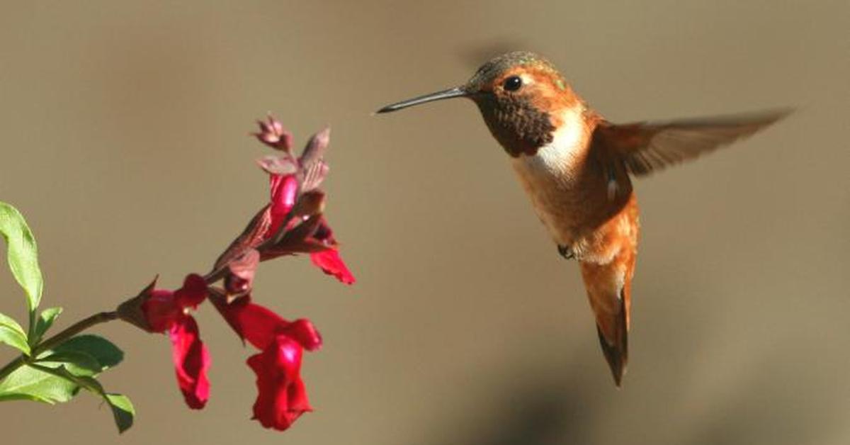 The remarkable Rufous Hummingbird (Selasphorus rufus), a sight to behold.