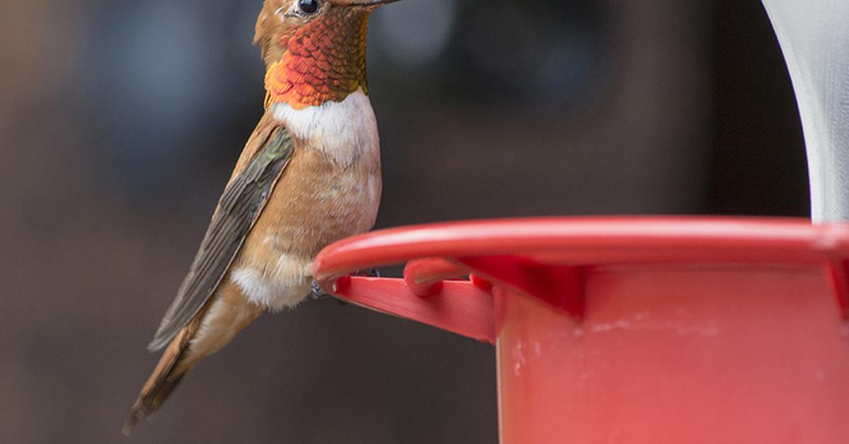 Iconic view of the Rufous Hummingbird, or Selasphorus rufus, in its habitat.