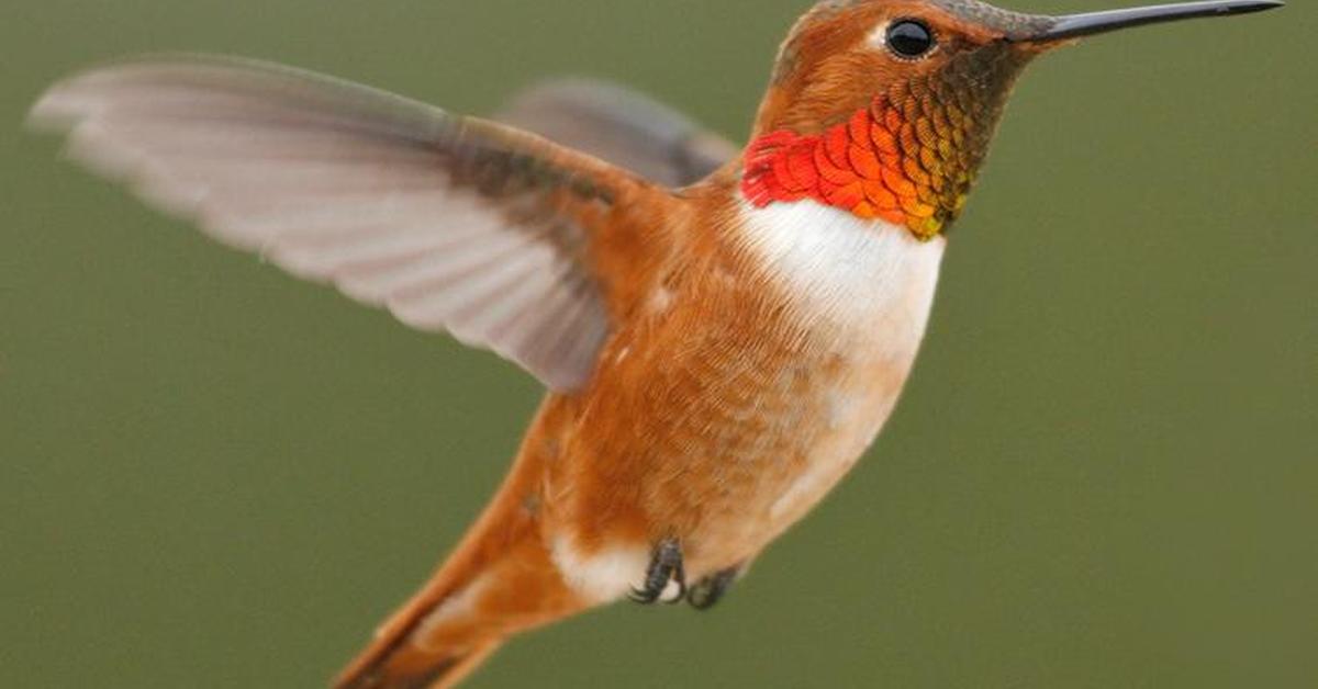 Close encounter with the Rufous Hummingbird, scientifically called Selasphorus rufus.