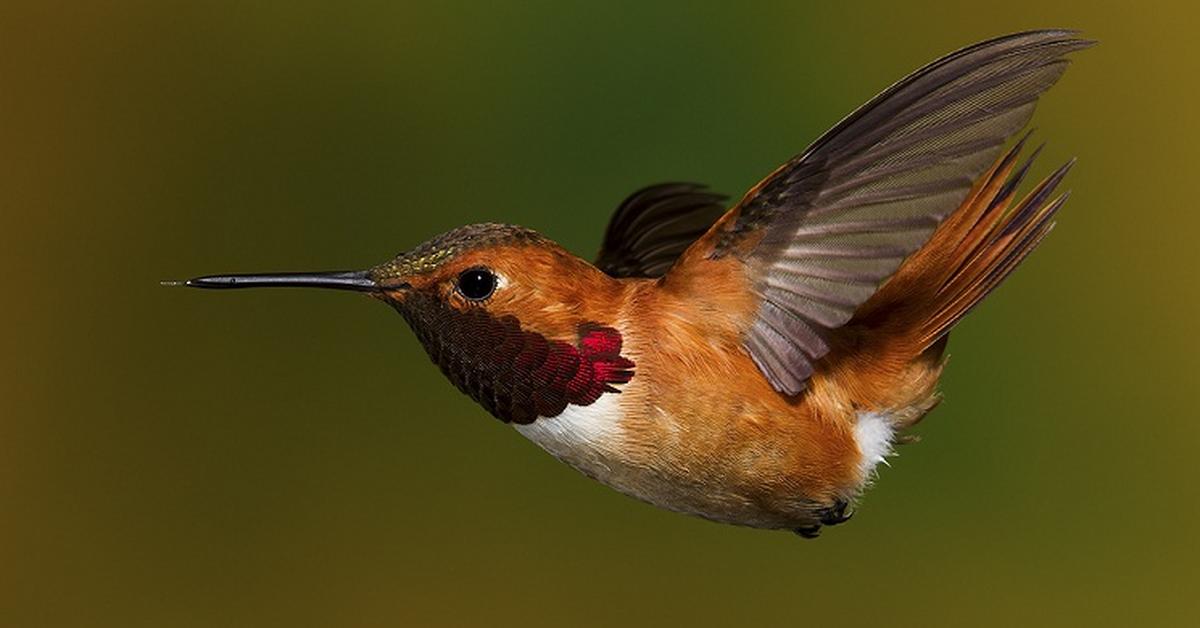 Image of the Rufous Hummingbird (Selasphorus rufus), popular in Indonesia as Burung Kolibri Rufous.